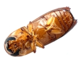 Araptus sp2040_Honduras 13722