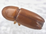 Araptus sp2040_Honduras 13722
