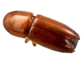 Araptus sp2040_Honduras 13722