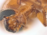 Araptus sp2040_Honduras 13722