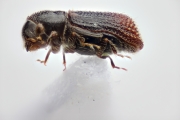 Cladoctonus spp 14845