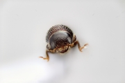Cladoctonus spp 14845