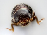 Cladoctonus spp 14845