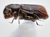 Cladoctonus spp 14845