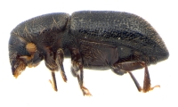 Coccotrypes sp2035_Cangar 13954