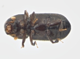 Coccotrypes sp2035_Cangar 13954