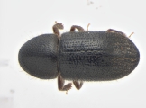 Coccotrypes sp2035_Cangar 13954