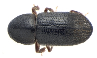 Coccotrypes sp2035_Cangar 13954