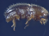 Coccotrypes spp 14777
