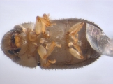 Cosmoderes sp2031_Madagascar 13664