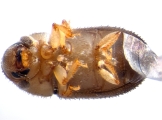 Cosmoderes sp2031_Madagascar 13664