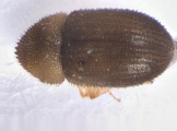 Cosmoderes sp2031_Madagascar 13664