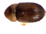 Cosmoderes sp2031_Madagascar 13664