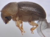 Cosmoderes sp2031_Madagascar 13664