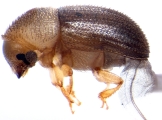 Cosmoderes sp2031_Madagascar 13664