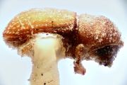 Coriacephilus coriaceus 14909