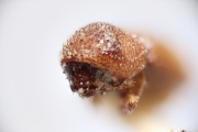 Coriacephilus coriaceus 14909