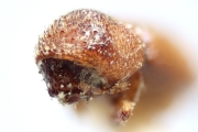Coriacephilus coriaceus 14909