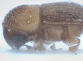 Coriacephilus exiguus 10400