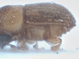 Coriacephilus exiguus 10400