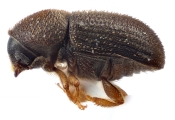 Cosmoderes sp2031_Madagascar 12818