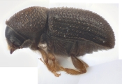 Cosmoderes sp2031_Madagascar 12818