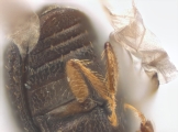 Coriacephilus sp2030_Taiwan 13702