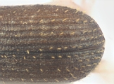 Coriacephilus sp2030_Taiwan 13702