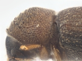 Coriacephilus sp2030_Taiwan 13702
