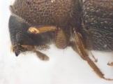 Coriacephilus sp2030_Taiwan 13702