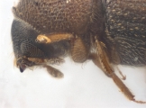 Coriacephilus sp2030_Taiwan 13702