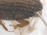 Coriacephilus sp2030_Taiwan 13702