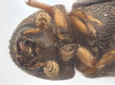 Coriacephilus sp2030_Taiwan 13702