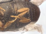 Coriacephilus sp2030_Taiwan 13702