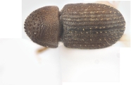 Coriacephilus sp2030_Taiwan 13702