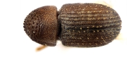 Coriacephilus sp2030_Taiwan 13702