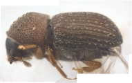 Coriacephilus sp2030_Taiwan 13702