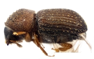 Coriacephilus sp2030_Taiwan 13702