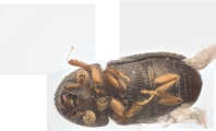 Coriacephilus sp2030_Taiwan 13702