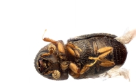 Coriacephilus sp2030_Taiwan 13702