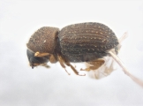 Coriacephilus sp2030_Taiwan 13702