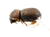 Coriacephilus sp2030_Taiwan 13702