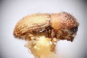 Coriacephilus xyloctonoides 14910