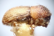 Coriacephilus xyloctonoides 14910
