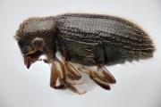 Cosmoderes sp_cfAllernoporus 14834