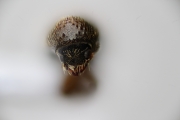 Cosmoderes sp_cfAllernoporus 14834
