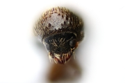 Cosmoderes sp_cfAllernoporus 14834