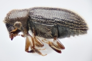 Cosmoderes sp_cfAllernoporus 14834