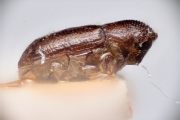 Cosmoderes cylindricus 14898