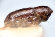 Cosmoderes cylindricus 14898